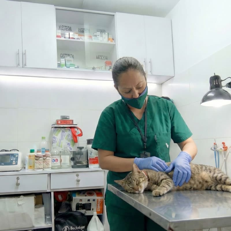 Atención veterinaria profesional